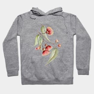 Flowering Australian Gum, Illustration Hoodie